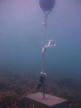 Moa Island - Kubin - Torres Strait Temperature Logger (Flat Logger: KUBINFL1)