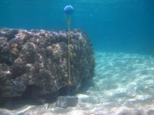 Mer Island - Torres Strait Temperature Logger (Flat Logger: MERFL1)