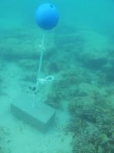 Twin Island - Torres Strait Temperature Logger (Flat Logger: TWINFL1)