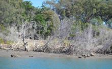 Mangrove dieback from flooding (Boyne River)