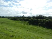 Riparian remediation project site