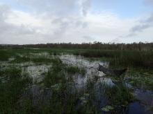 Fish sampling in coastal wetland
