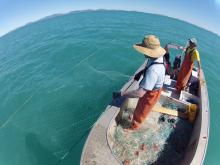 Survey team checking the gillnet for sharks