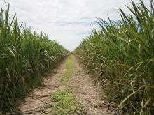 Sugar cane growing in the Wet Tropics, North Queensland