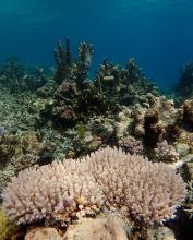 Far North field work finds surviving corals