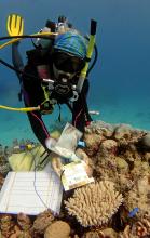 Scientists recording data of coral health