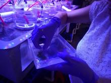 Halimeda opuntia fragments used for photosynthetic capacity assessment.