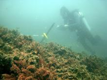 Havanna GBR IMG 6990