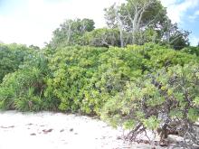 Typical coral cay vegetation on Heron island