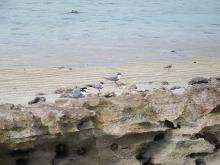 Terns on Heron Island