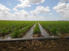 Flooding cane field, Burdekin
