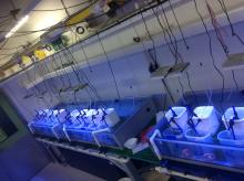 Experimental system used to resuspend sediments in Experiment 2 and 4