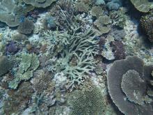 High coral cover - downward view