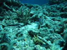 Coral recovering after Tropical Cyclone Hamish
