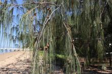 Casuarina equisetifolia