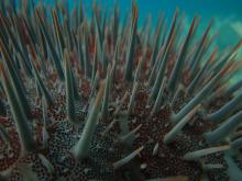 Crown of thorns starfish's spines