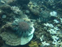 Crown-of-thorns starfish feeding