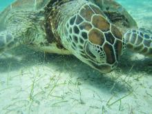 Green turtle grazing on seagrass
