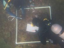 Benthic surveys during a coral  restoration experiment at Magnetic Island