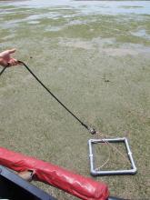 Helicopter surveys of seagrass