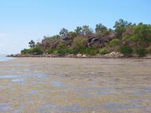 Intertidal seagrass