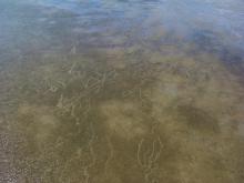 Dugng feeding trails