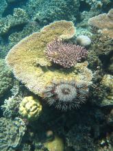 Crown-of-thorns starfish eating