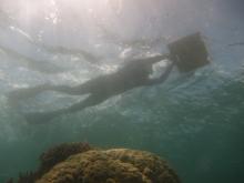 Manta tow around Dauar Island in the Torres Strait