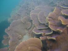 Madge Reef - Coral