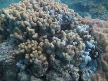 Warraber Island - Madracis kirbyi coral