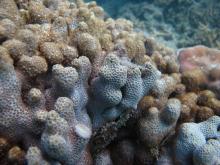 Warraber Island - Madracis kirbyi coral