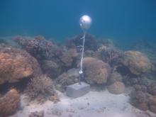 Woiz Reef - Temperature Logger
