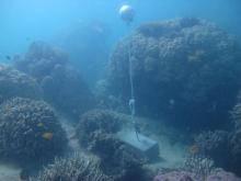 Woiz Reef