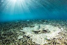 An Indo-Pacific reef with low coral cover