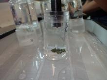 Measurement of oxygen production after light incubations.