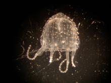 A juvenile Irukandji jellyfish (Carukia barnesi) that periodically infests North Queensland beaches and reefs.