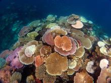 John Brewer Reef 2017 Moderate Bleaching