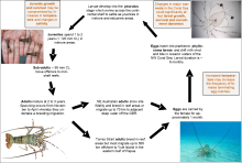 Life cycle of ornate rock lobster