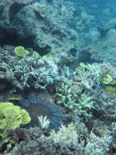 Crown-of-thorns starfish killing corals