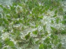 The seagrass, Halophila ovalis