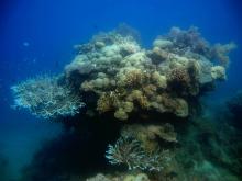 Large bommie in Luncheon Bay at Hook Island, Whitsunday, October 2012
