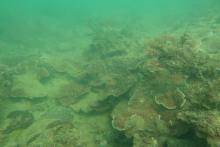 Reef slope community in turbid water near Magnetic Island
