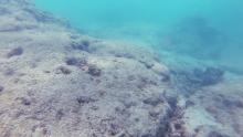 MantaRay Bay Coral pavement