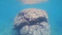 Coral bommie pushed back into the subtidal area in Mantaray Bay