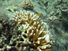 Seriatopora caliendrum
