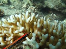 Seriatopora caliendrum