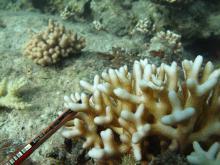 Seriatopora caliendrum