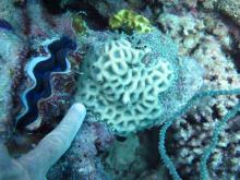 Favites halicora