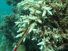 Acropora acuminata