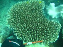 Acropora prostrata